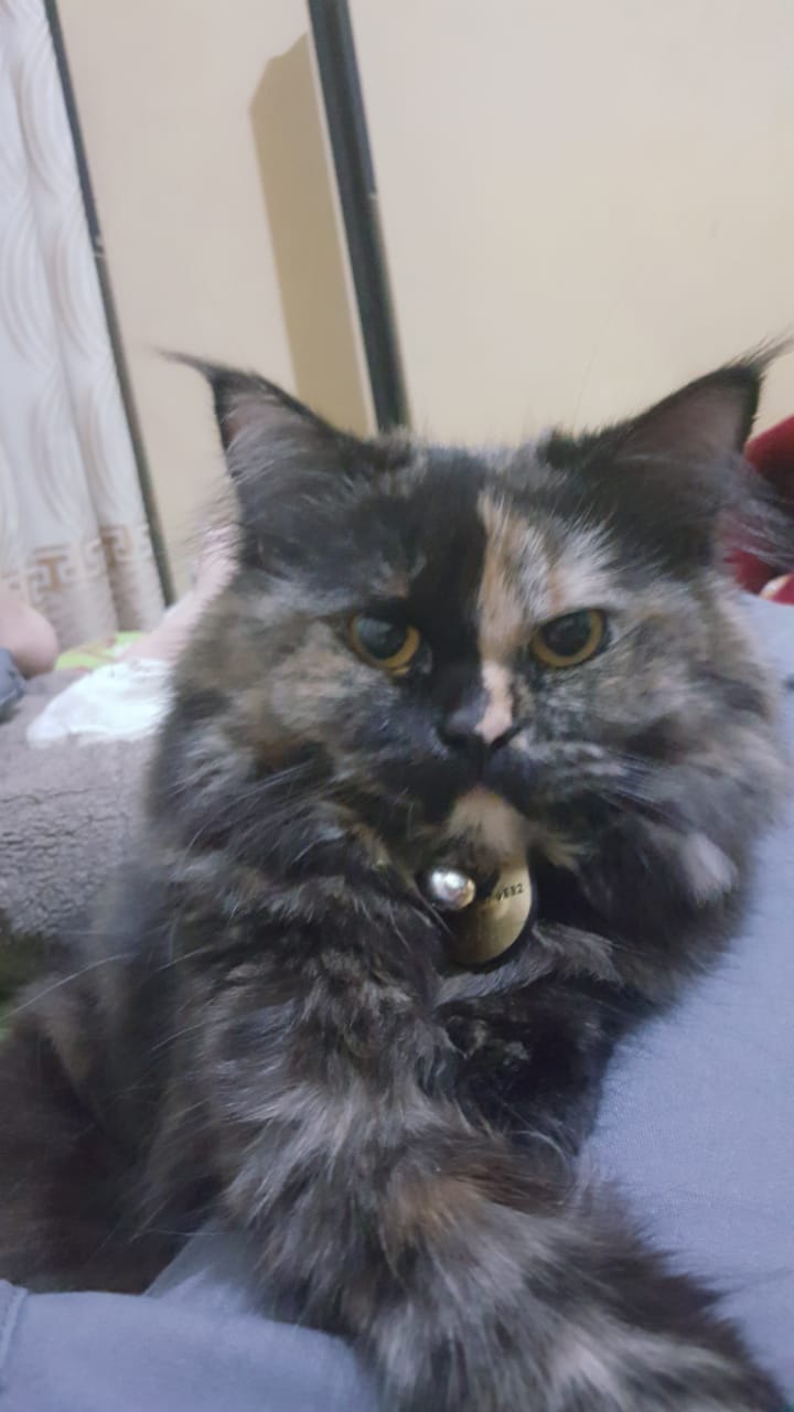 Phobie the cat dancing